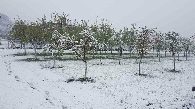 Кајсија се неће брати, штета од мраза већа од 90 одсто